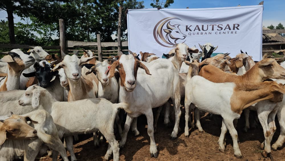 Qurban Kautsar (2) - Kautsar Qurban Centre