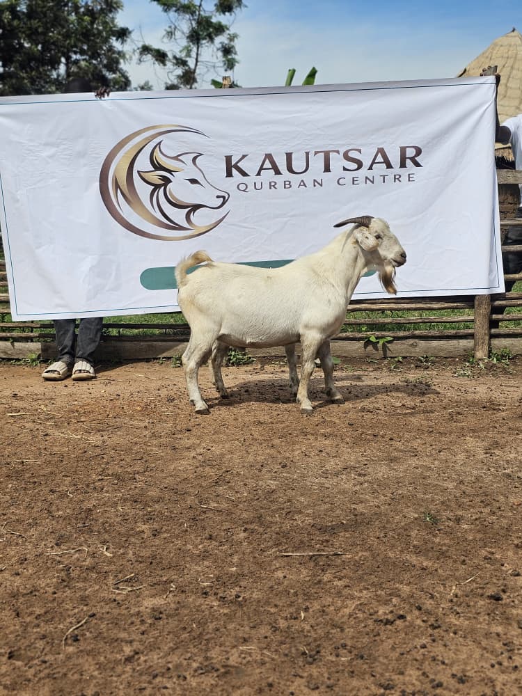 Ibadah Qurban Kautsar di Uganda - Kautsar Qurban Centre