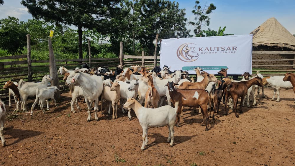 Ibadah Qurban Kautsar di Uganda (1) - Kautsar Qurban Centre