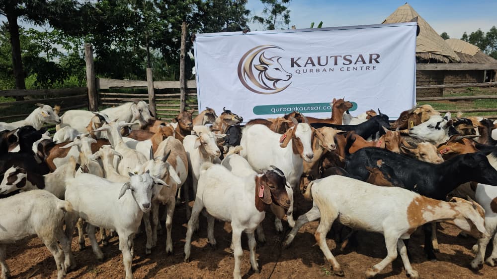 Qurban Kautsar (1) - Kautsar Qurban Centre