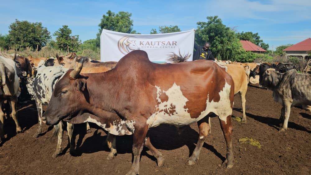 Ibadah Qurban Kautsar di Uganda (1) - Kautsar Qurban Centre