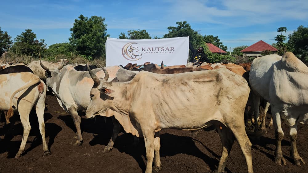 Ibadah Qurban Kautsar di Uganda (2) - Kautsar Qurban Centre