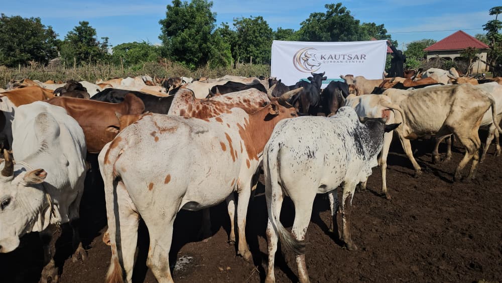 Ibadah Qurban Kautsar di Uganda (3) - Kautsar Qurban Centre