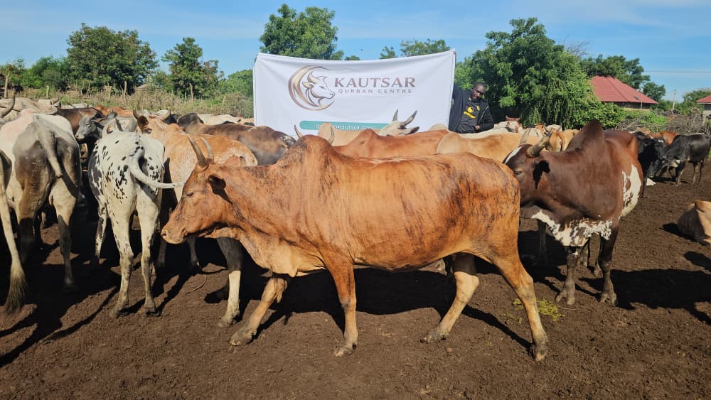 Ibadah Qurban Kautsar di Uganda (5) - Kautsar Qurban Centre