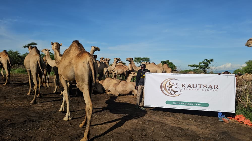 Ibadah Qurban Kautsar di Uganda - Kautsar Qurban Centre