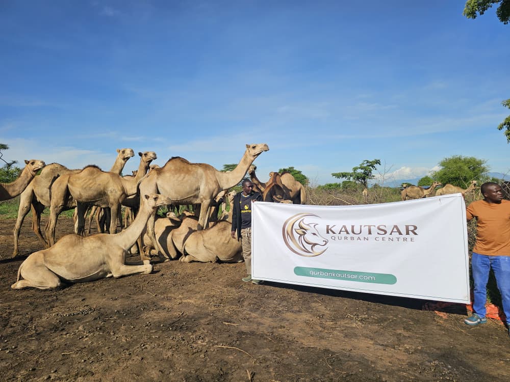 Ibadah Qurban Kautsar di Uganda (3) - Kautsar Qurban Centre