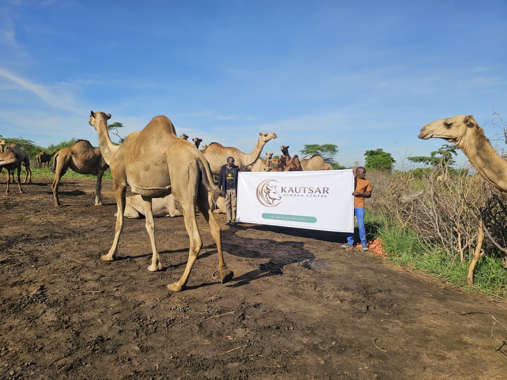 Ibadah Qurban Kautsar di Uganda (4) - Kautsar Qurban Centre
